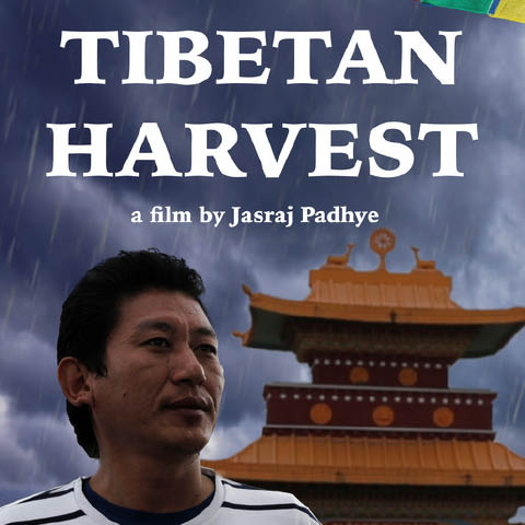Tibetan Harvest